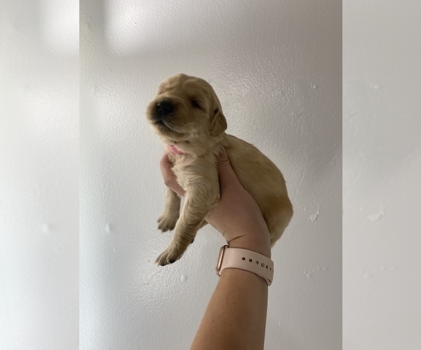 Medium Photo #3 Golden Retriever Puppy For Sale in DAWSON, TX, USA