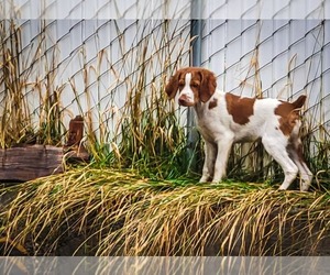 Brittany Puppy for sale in EPHRAIM, UT, USA