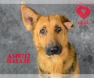 German Shepherd Dog Dogs for adoption in Stockton, CA, USA