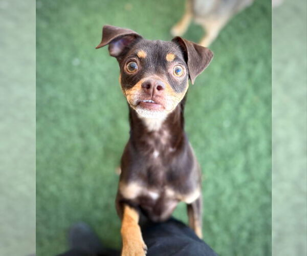 Medium Photo #1 Chihuahua-Unknown Mix Puppy For Sale in phoenix, AZ, USA