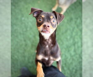 Chihuahua-Unknown Mix Dogs for adoption in phoenix, AZ, USA