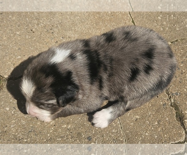Medium Photo #2 Australian Shepherd Puppy For Sale in NELSON, VA, USA
