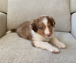 Puppy Mars Australian Shepherd