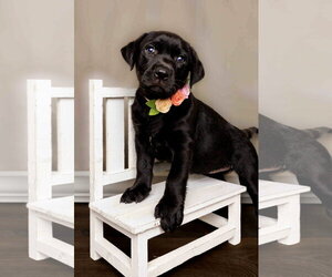 Cordelia - Female Labrador Retriever-Unknown Mix Dog for Adoption - Photo #2