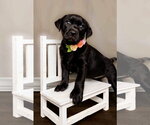 Small Photo #2 Labrador Retriever-Unknown Mix Puppy For Sale in McKinney, TX, USA