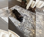 Small #3 American French Bull Terrier