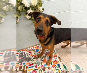Shepweiller Dogs for adoption in Brighton, CO, USA