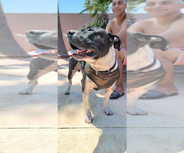 Medium Photo #9 American Bulldog-Unknown Mix Puppy For Sale in Chandler, AZ, USA