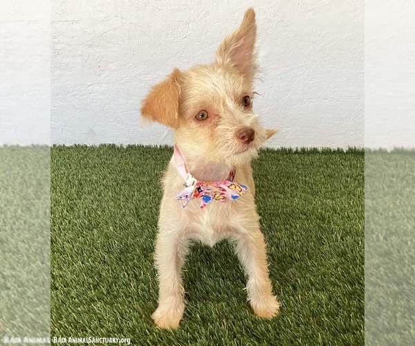 Medium Photo #4 Jack Russell Terrier-Unknown Mix Puppy For Sale in San Diego, CA, USA