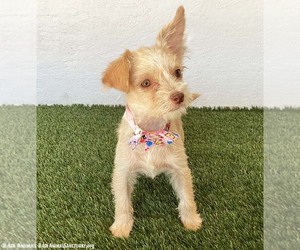 Mercedes - Female Jack Russell Terrier-Unknown Mix Dog for Adoption - Photo #4