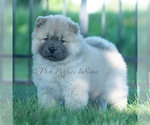 Small Photo #23 Chow Chow Puppy For Sale in WARSAW, IN, USA