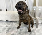 Small #9 Mastiff Mix
