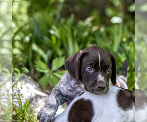 German Shorthaired Pointer Puppy for Sale in ALPHARETTA, Georgia USA