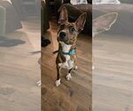 Small Photo #6 Plott Hound-Unknown Mix Puppy For Sale in Myrtle Beach, SC, USA