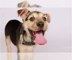 Small German Shepherd Dog Mix