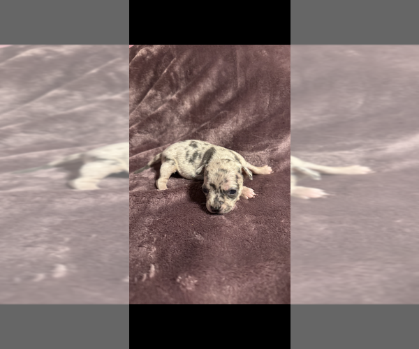 Medium Photo #14 Chihuahua Puppy For Sale in DALLAS, TX, USA