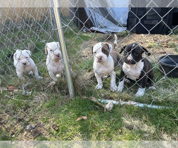 Medium Photo #1 Bullypit Puppy For Sale in LACEY, WA, USA