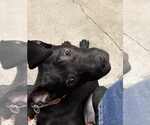 Small #5 American Pit Bull Terrier-Staffordshire Bull Terrier Mix