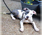 Small #2 Mutt