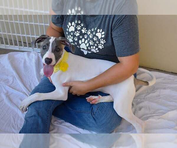 Medium Photo #1 American Pit Bull Terrier-Unknown Mix Puppy For Sale in McKinney, TX, USA