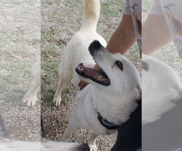 Medium Photo #6 Siberian Husky-Unknown Mix Puppy For Sale in Cedar Crest, NM, USA