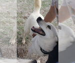 Small #5 Siberian Husky Mix