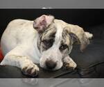 Small #1 Great Pyrenees Mix