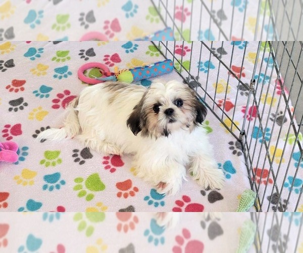 Medium Photo #7 Shih Tzu Puppy For Sale in ORO VALLEY, AZ, USA