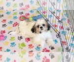 Small #6 Shih Tzu