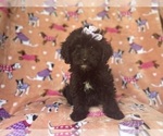 Small Aussiedoodle Miniature 