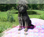 Small #5 German Shepherd Dog