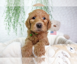 Goldendoodle Puppy for sale in NASHVILLE, TN, USA