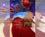 Small Photo #6 Dachshund Puppy For Sale in CARROLLTON, IL, USA