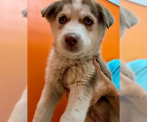 Alusky Dogs for adoption in Frisco, CO, USA