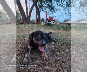 Catahoula Leopard Dog Dog for Adoption in CUMBY, Texas USA