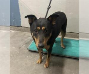 German Shepherd Dog-Unknown Mix Dogs for adoption in Camarillo, CA, USA
