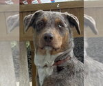 Ava (Courtesy Post) - Female Border-Aussie Dog for Adoption - Small photo