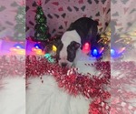 Small Photo #6 Boston Terrier Puppy For Sale in BRYANT, AL, USA