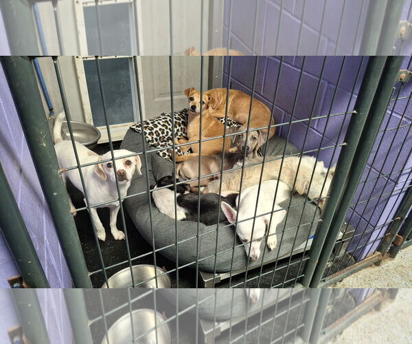 Medium Photo #2 Chihuahua-Unknown Mix Puppy For Sale in Sebec, ME, USA