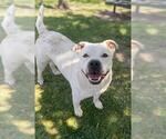 Small #1 Labrador Retriever Mix