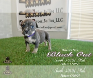 American Bully Puppy for Sale in GREELEY, Colorado USA