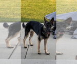 Small #2 German Shepherd Dog