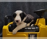 Small Photo #242 Border Collie Puppy For Sale in NORBORNE, MO, USA