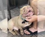 Small #3 Bulldog Mix