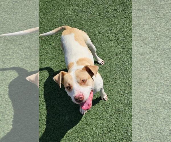 Medium Photo #10 Mutt Puppy For Sale in Rockwall, TX, USA