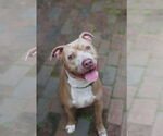 Small #2 Mutt