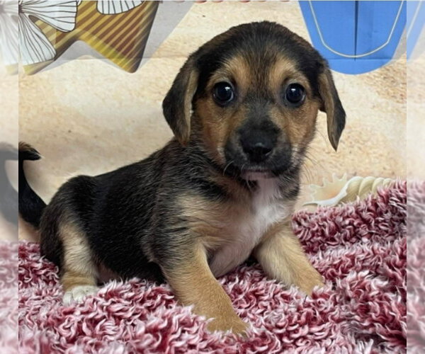 Medium Photo #1 Cheagle Puppy For Sale in Lakewood, CO, USA