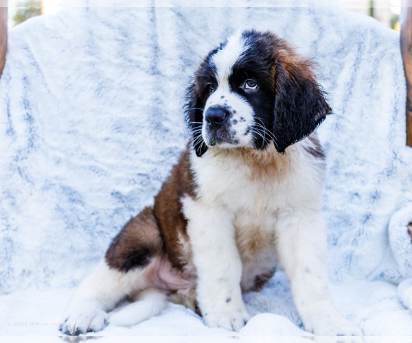 Medium Photo #4 Saint Bernard Puppy For Sale in WAKARUSA, IN, USA