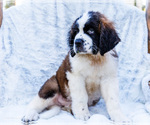 Small #3 Saint Bernard