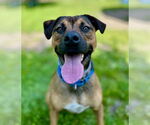 Small #8 American Pit Bull Terrier Mix